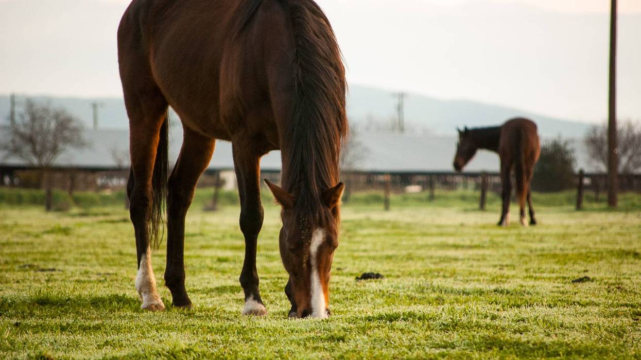 Misty morning horse ranch pasture located in Fresno, California.