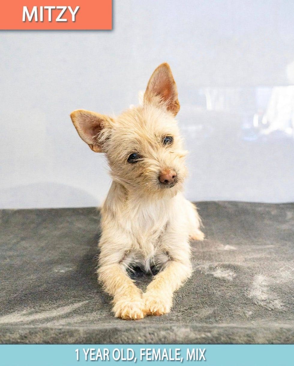 Mitzy
