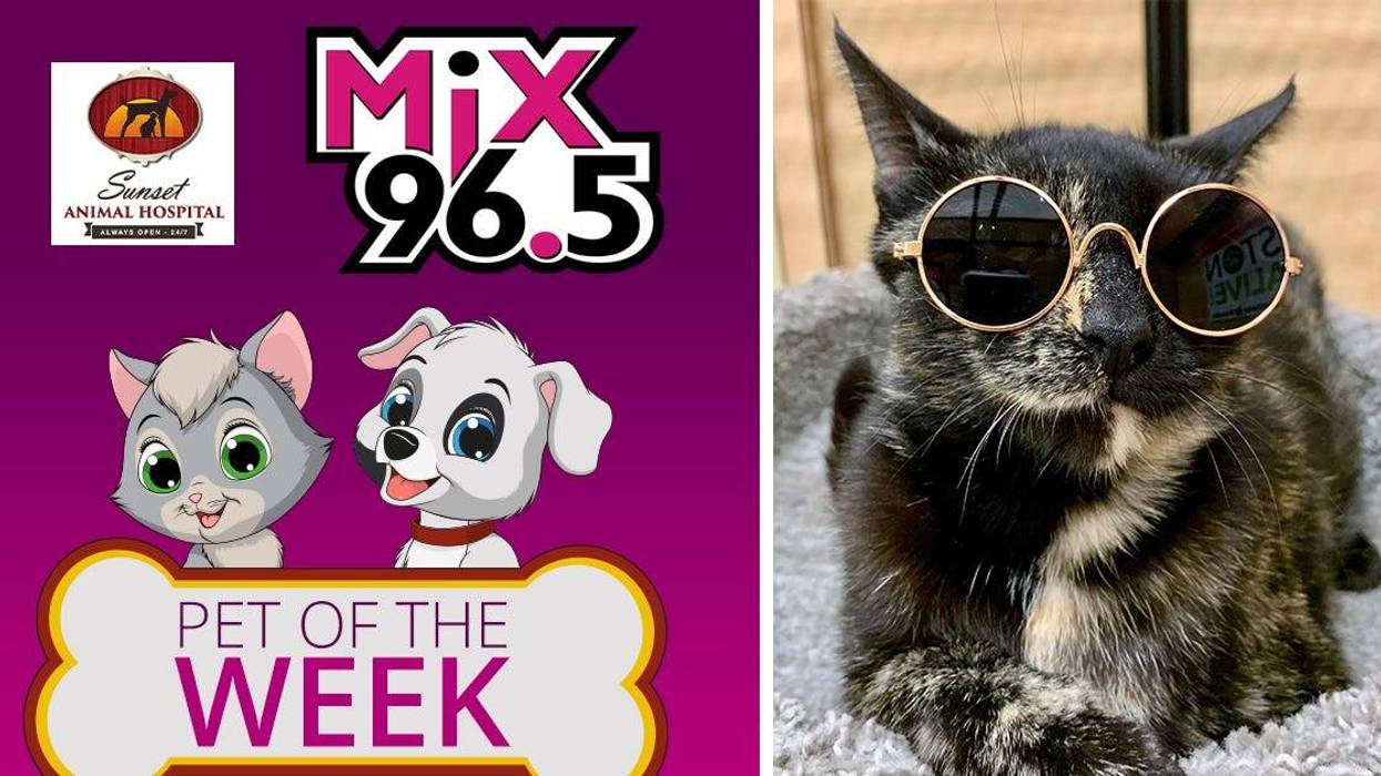 Mix 96.5 Pet of the Week: Darcy
