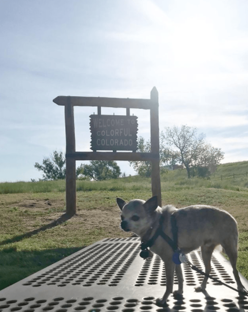 Mollie's dog in front of the "Welcome to Colorful Colorado" sign