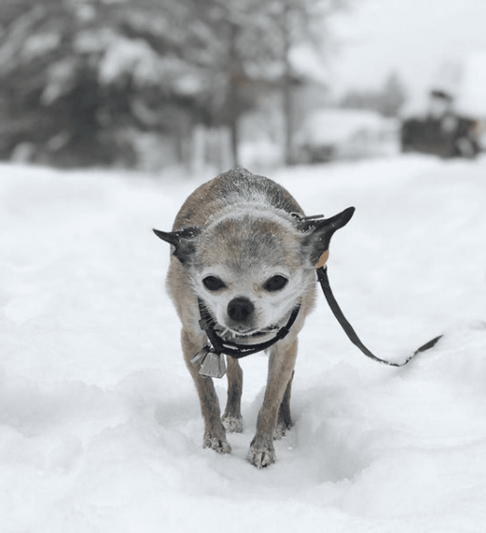 Mollie's dog in the snow
