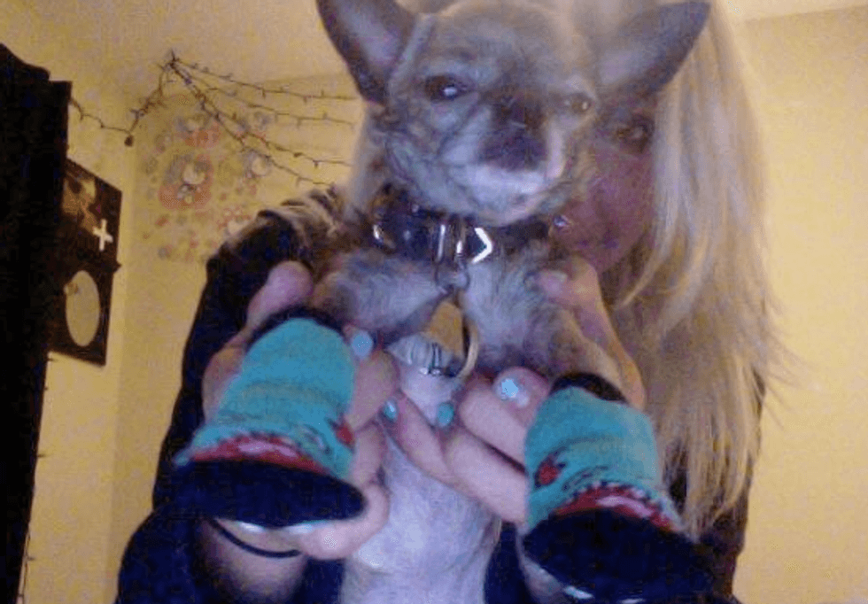 Mollie's dog wearing socks