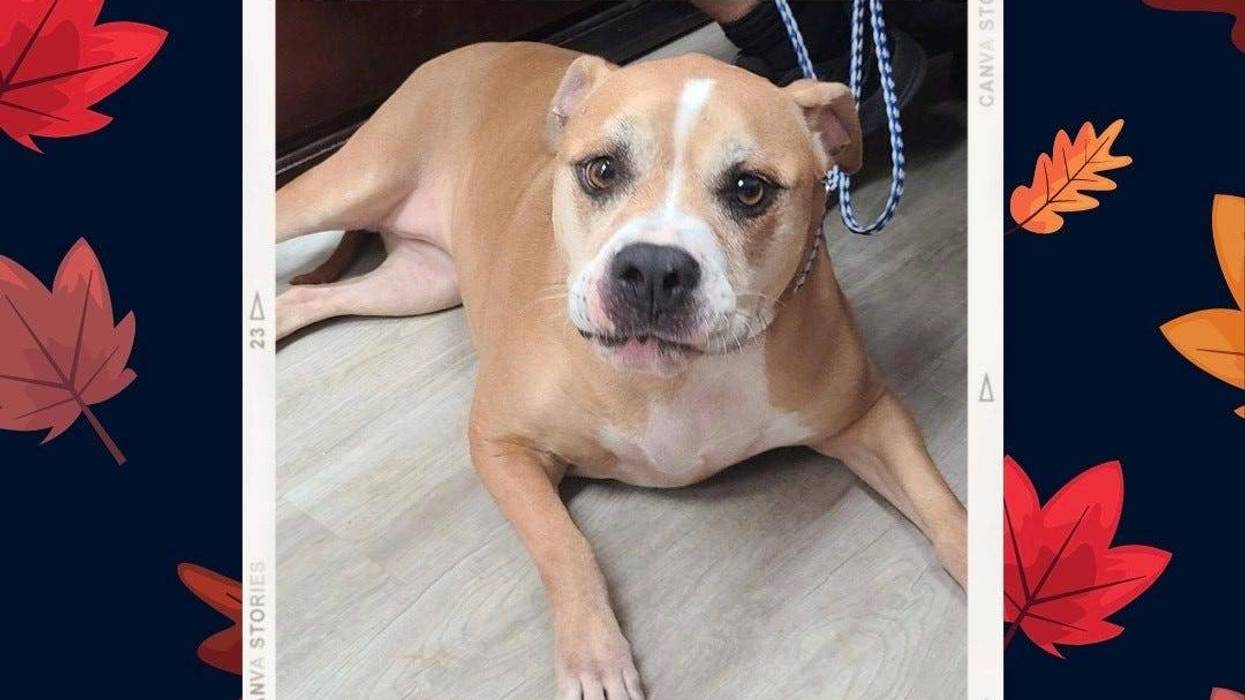 Molly Polly, a three and a half year old medium mixed breed dog up for adoption through ARE Animal Rescue in Hemet