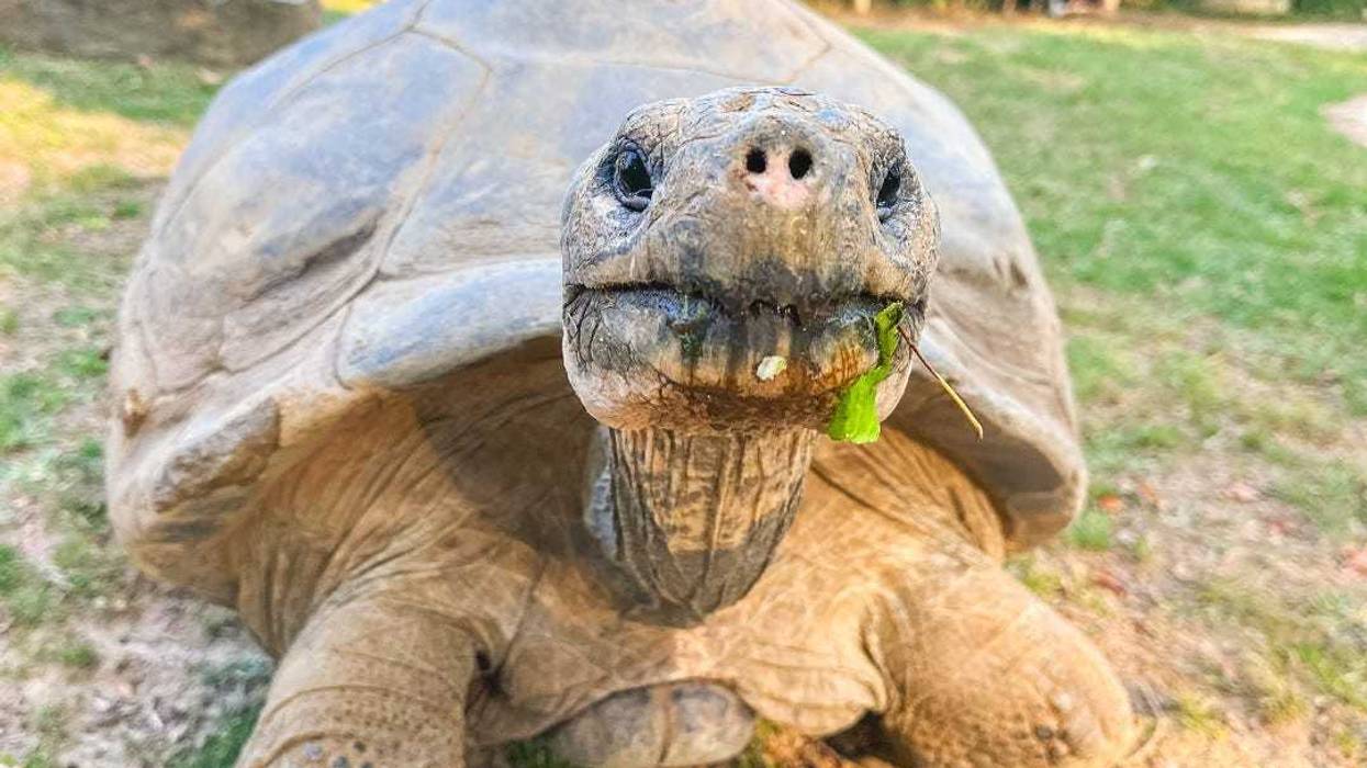 Mommy, a tortoise who became a first-time mom at 97.
