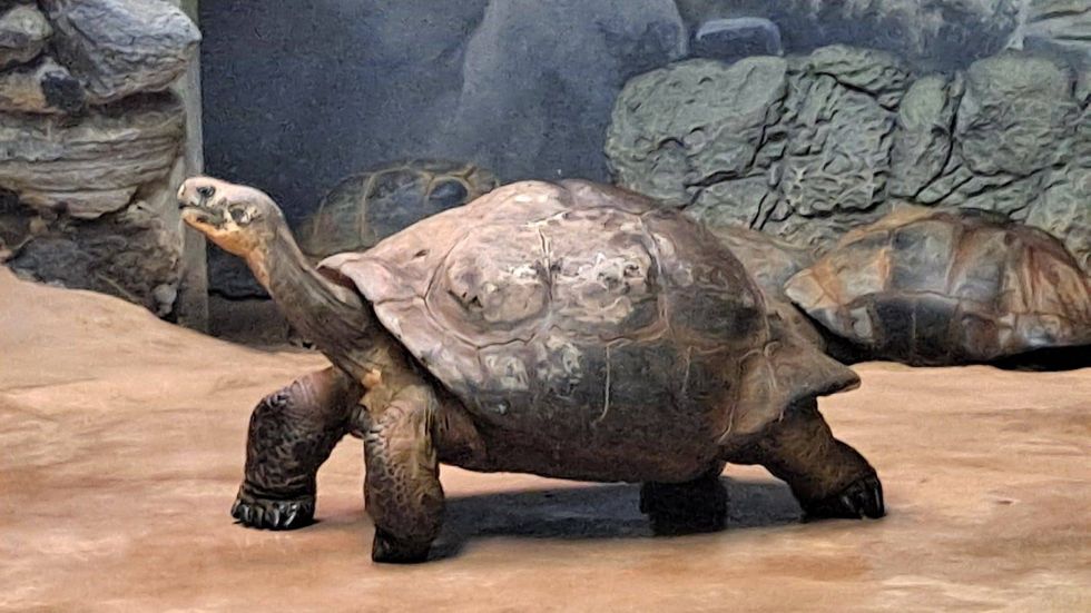 Mommy the tortoise