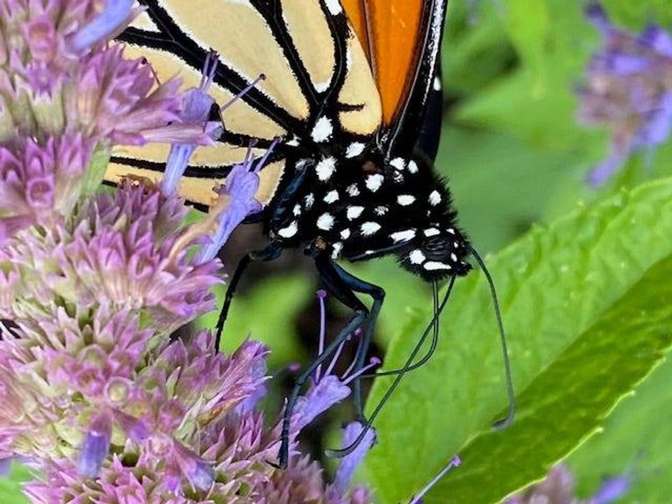 Monarch Butterflies at Shedd Aquarium