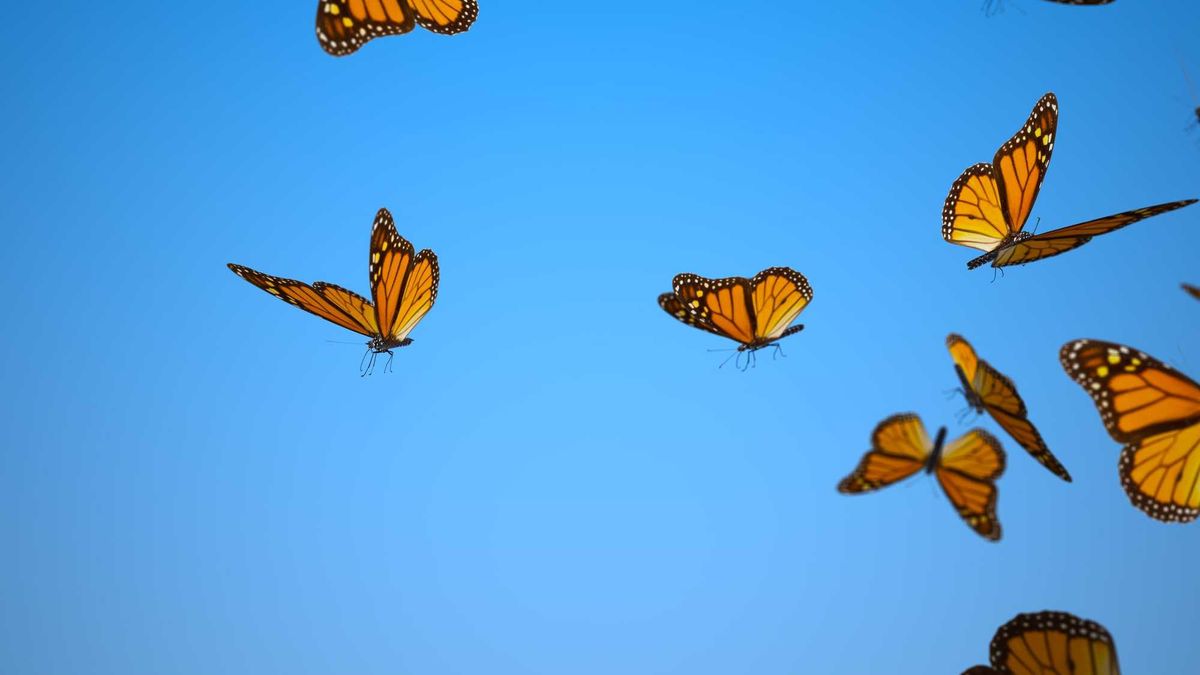 Monarch Butterflies