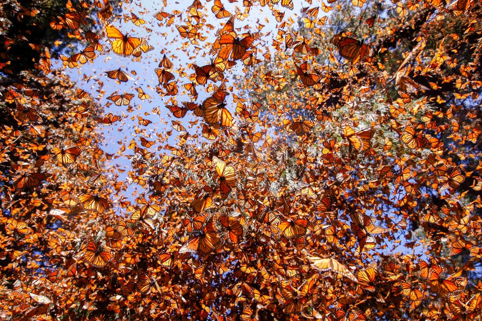 Monarch butterflies