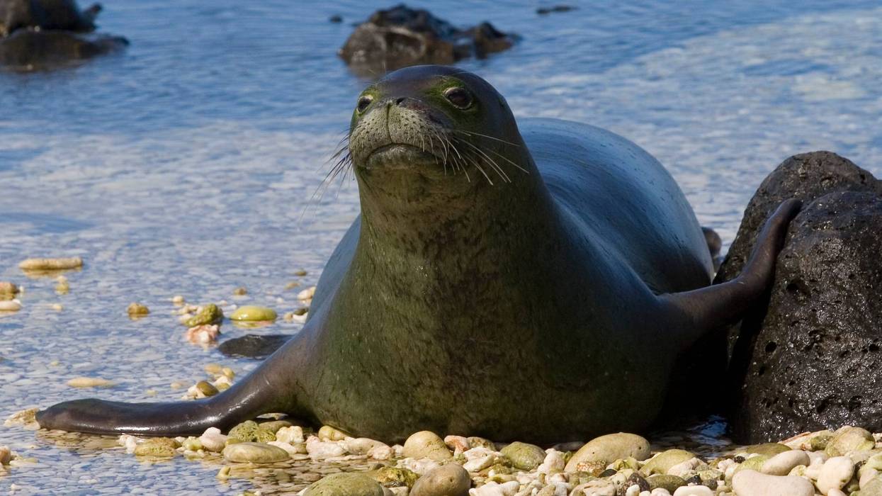 monk seal