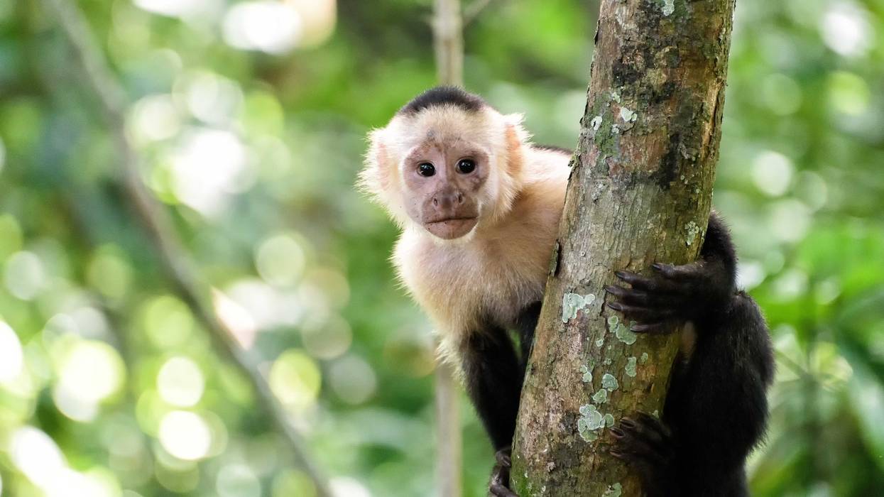 monkey