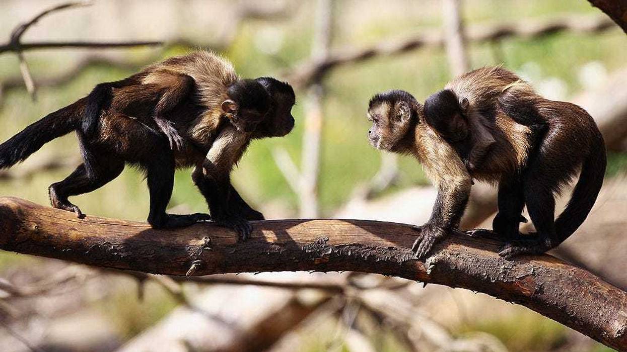 Monkey