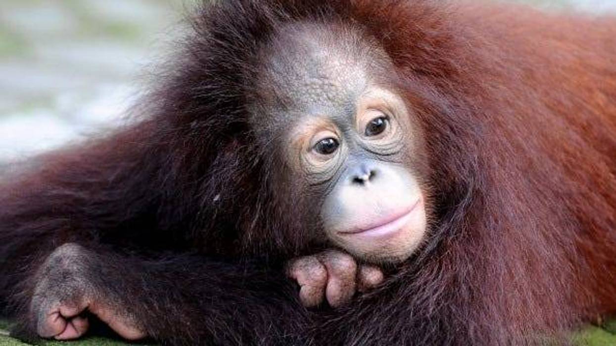 monkey