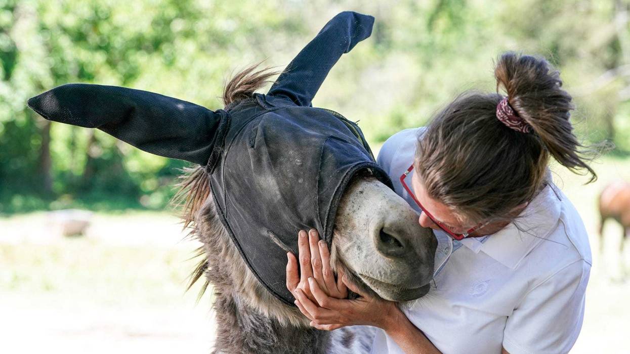 Monte The Singing Donkey Is A Hit On Tik Tok