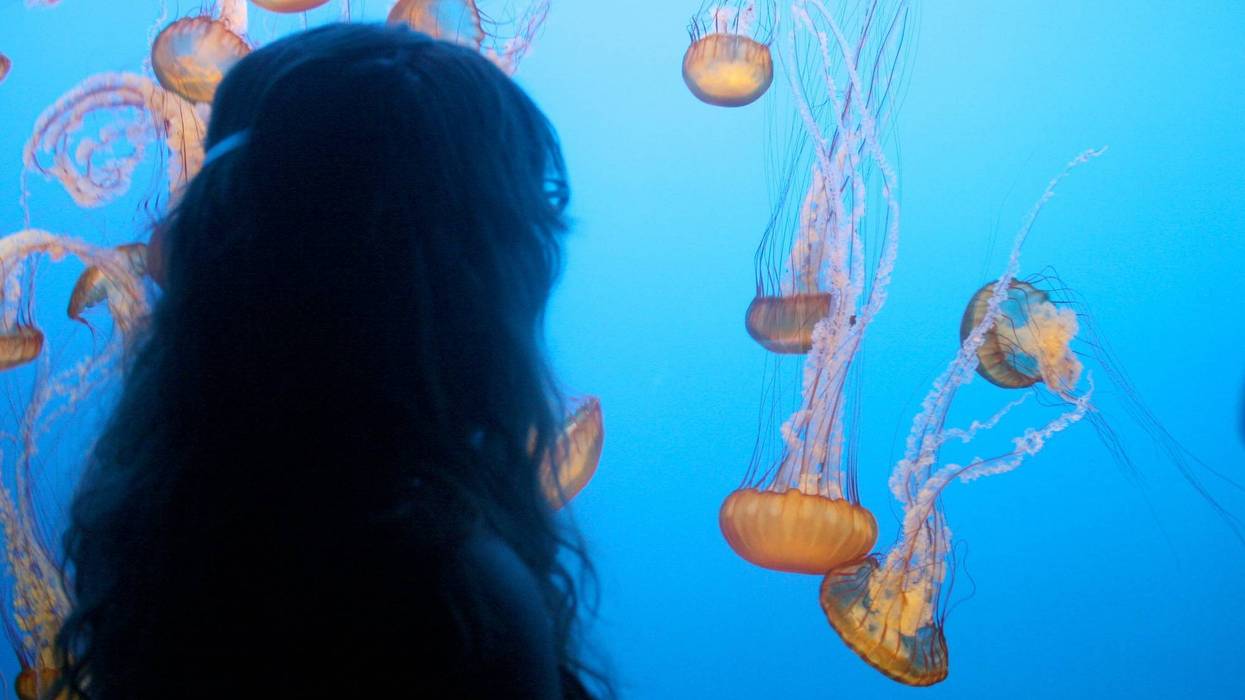 Monterey Bay Aquarium