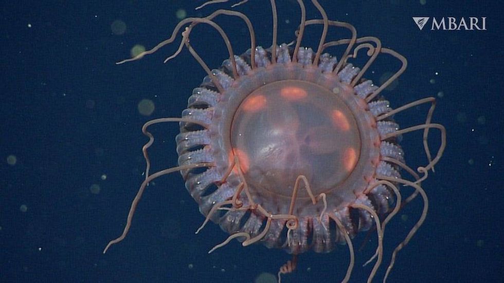 Monterey Bay researchers said they had also potentially discovered two new species beyond Atolla reynoldsi, but they did not “have enough samples at this time to make that claim.”