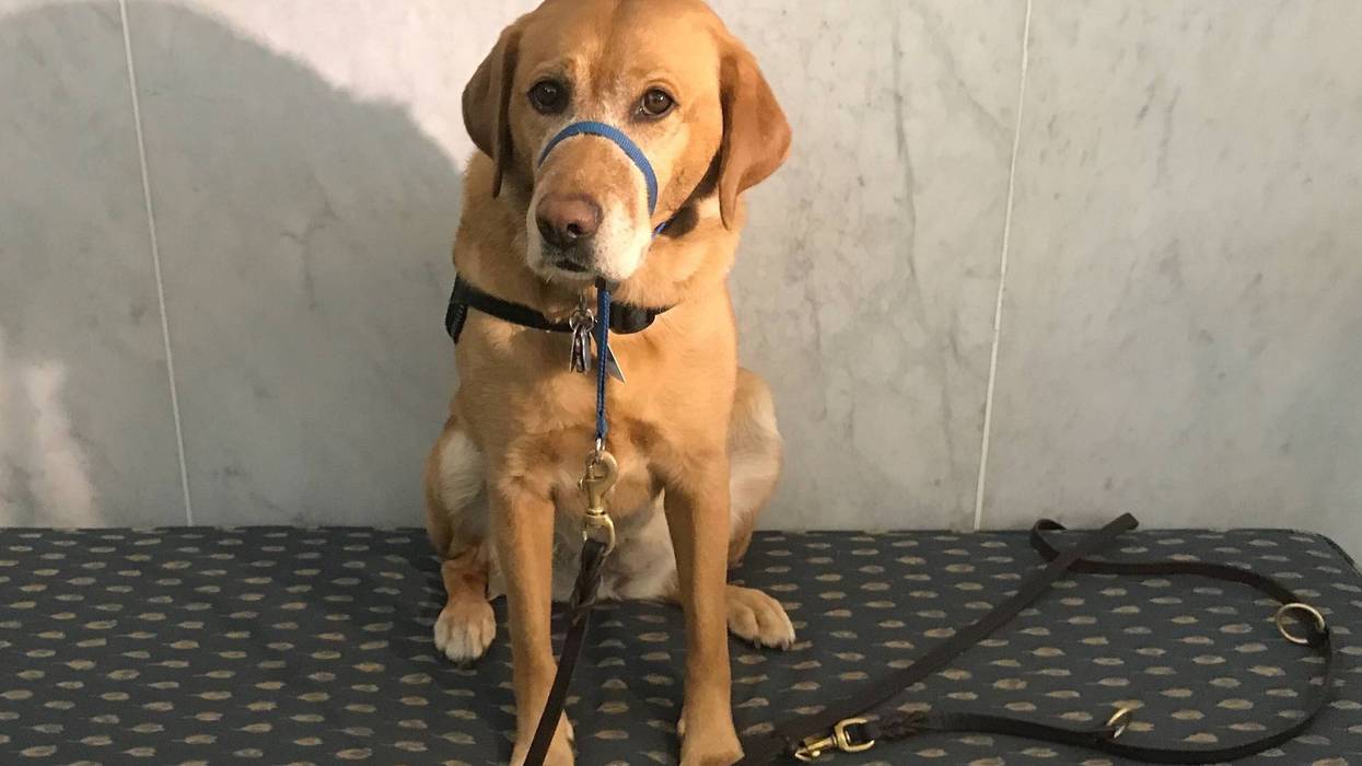 Montgomery County Courthouse service dog Turks