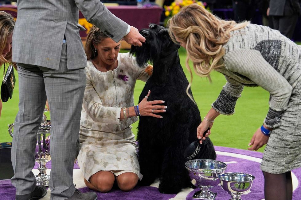 Monty, a Giant Schnauzer, receives a treat after winning best in show in the 149th Westminster Kennel Club Dog show, Tuesday, Feb. 11, 2025, in New York