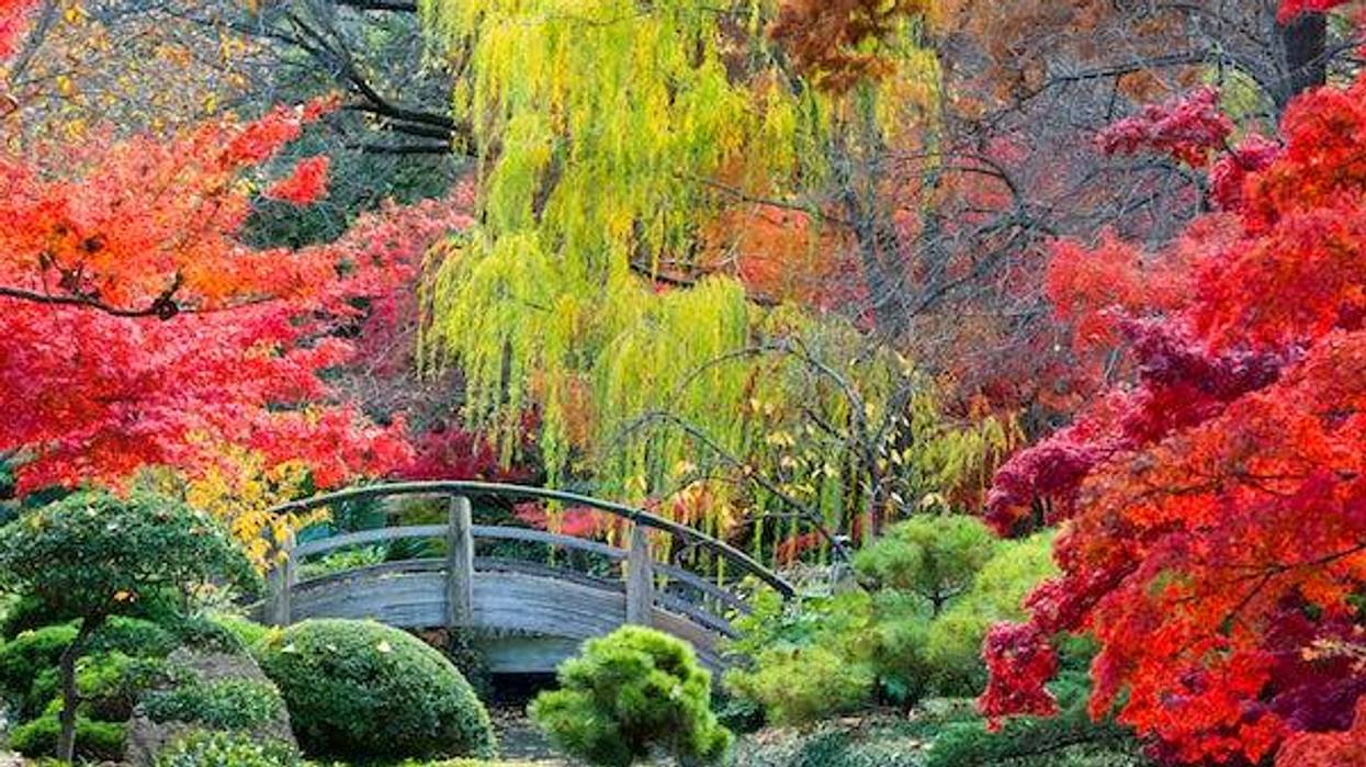 Moon Bridge in the Japanese Gardens accented by Texas fall colors