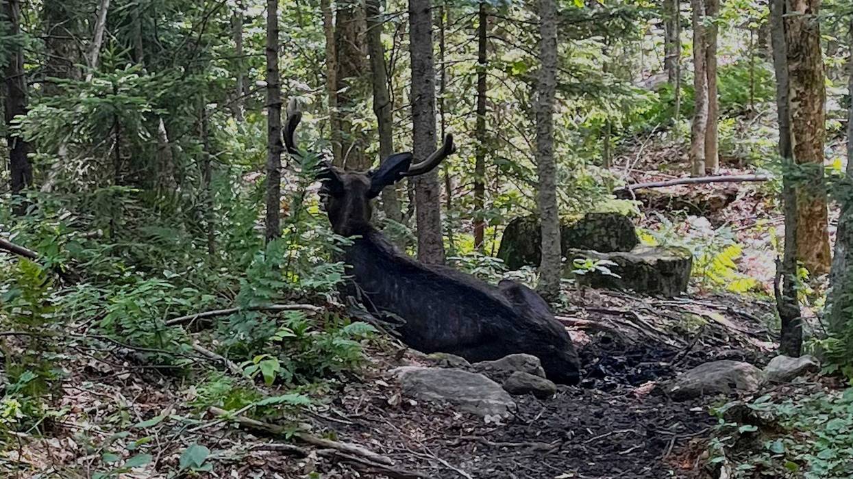 Moose Blocks Trail