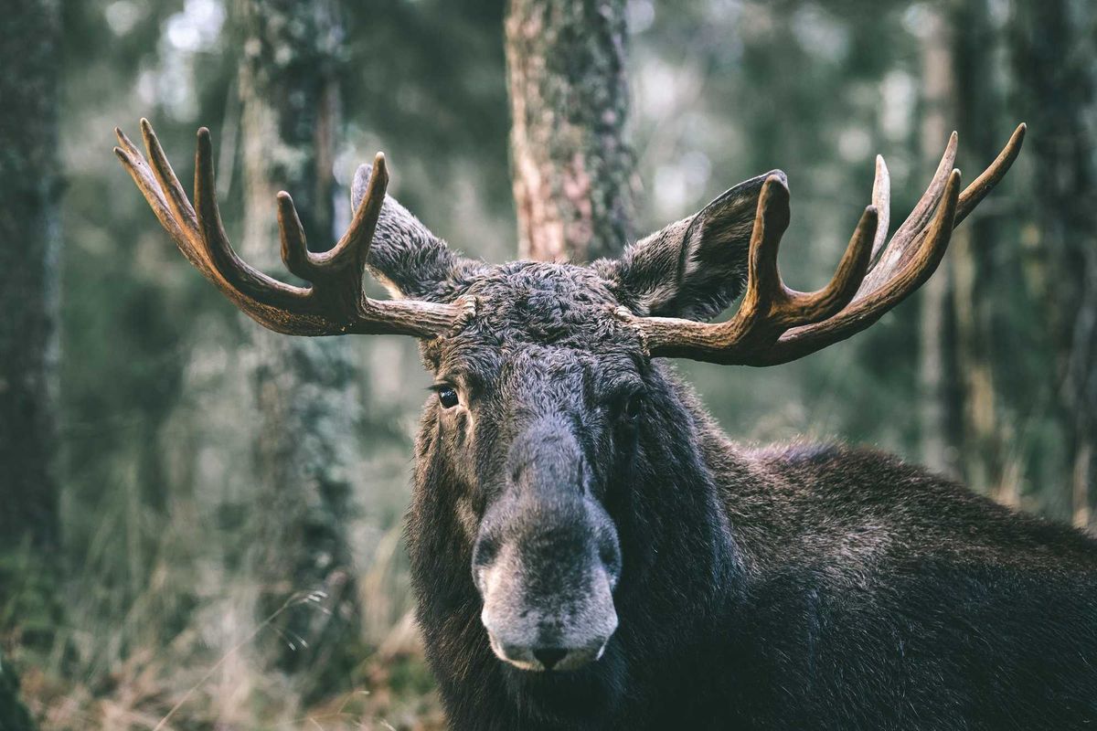 Moose in the woods.