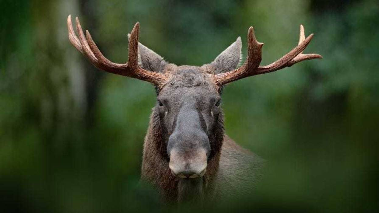 Moose