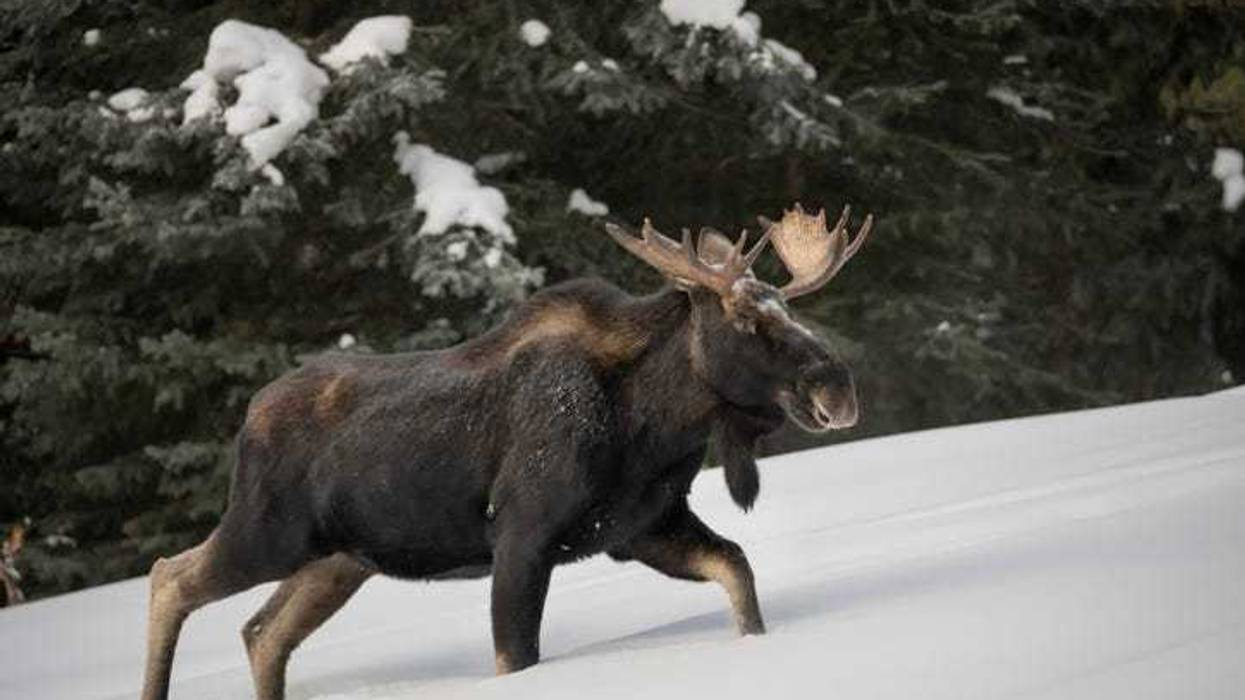 moose
