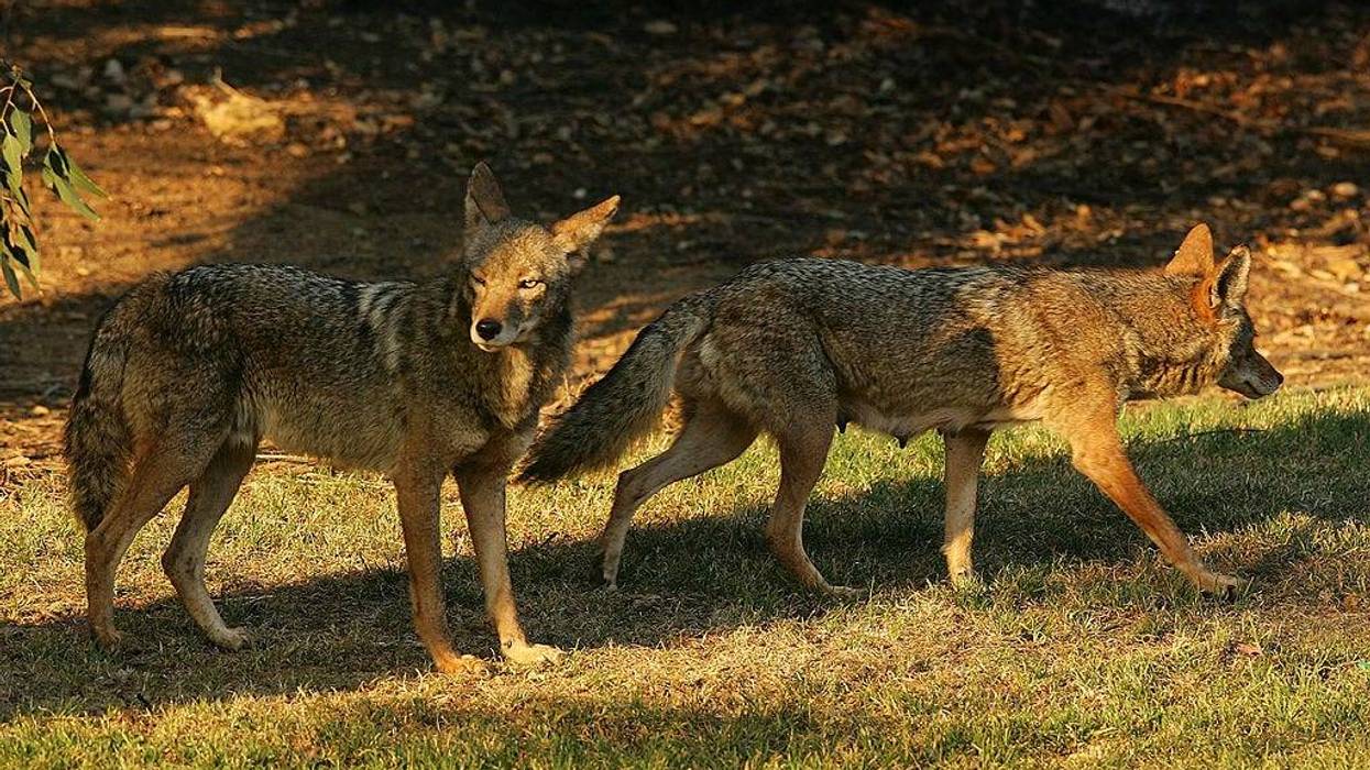 Moraga has implemented a Wildlife Watch program after five coyote attacks.