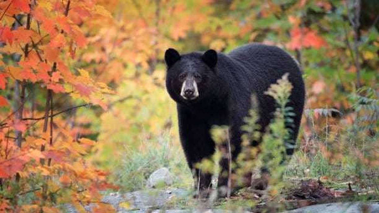 More bears entering Connecticut homes