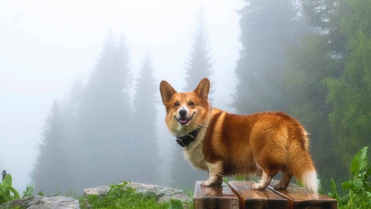 More dense fog in our mornings and evenings