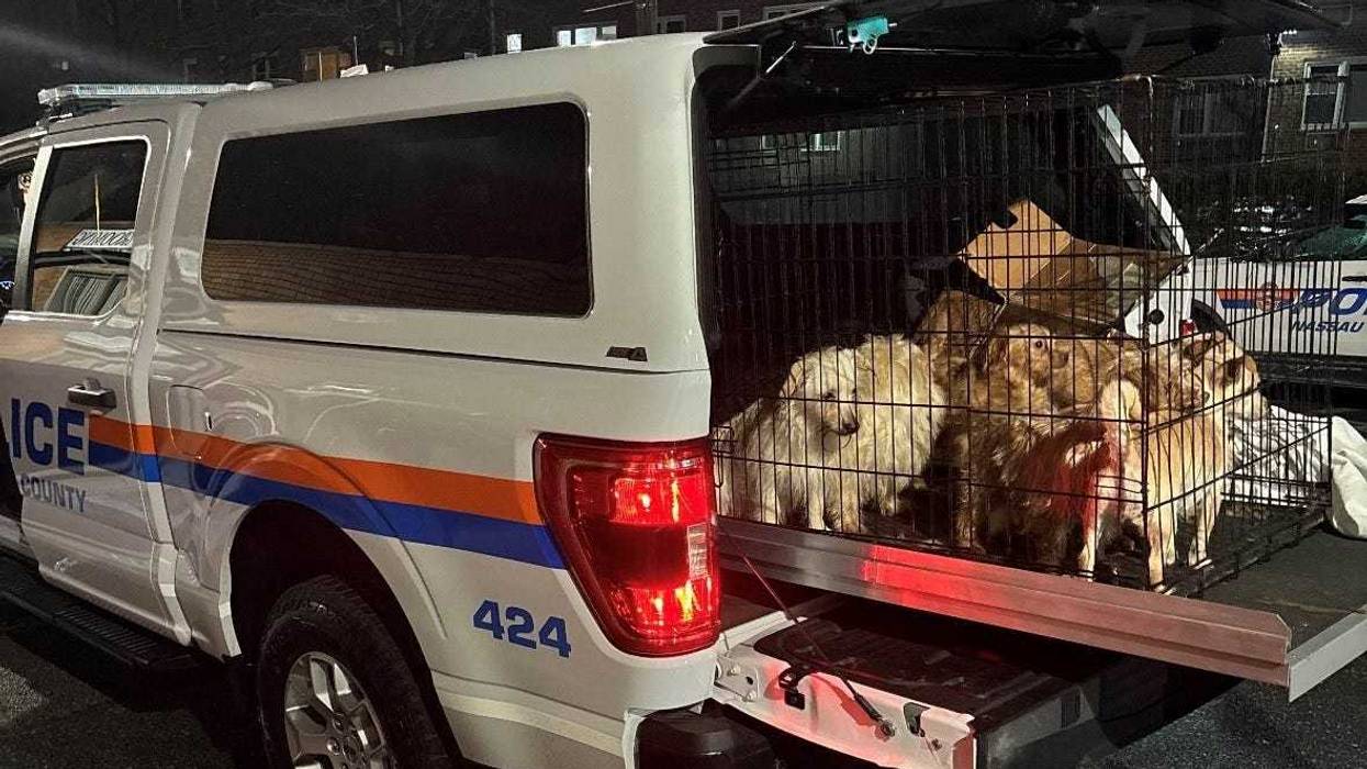 More than a dozen dogs were found in an alleyway in East Rockaway on Feb. 26, 2025