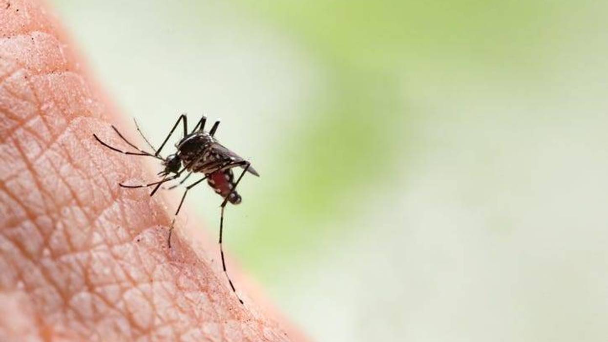 Mosquito biting