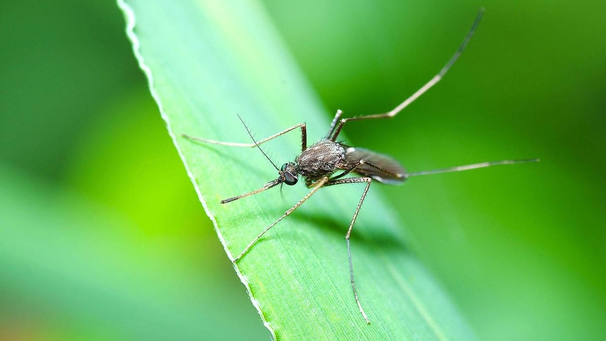Mosquito on green leaf