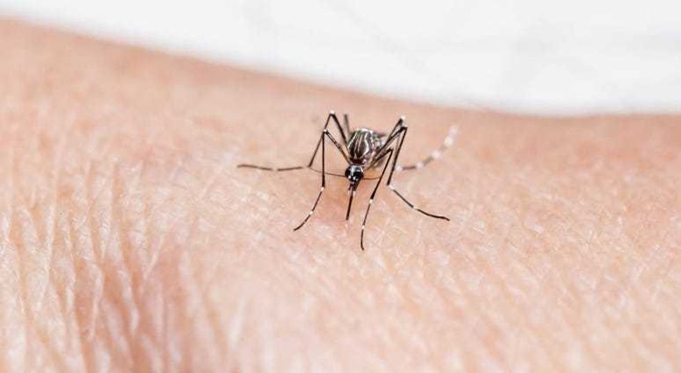 mosquito on skin