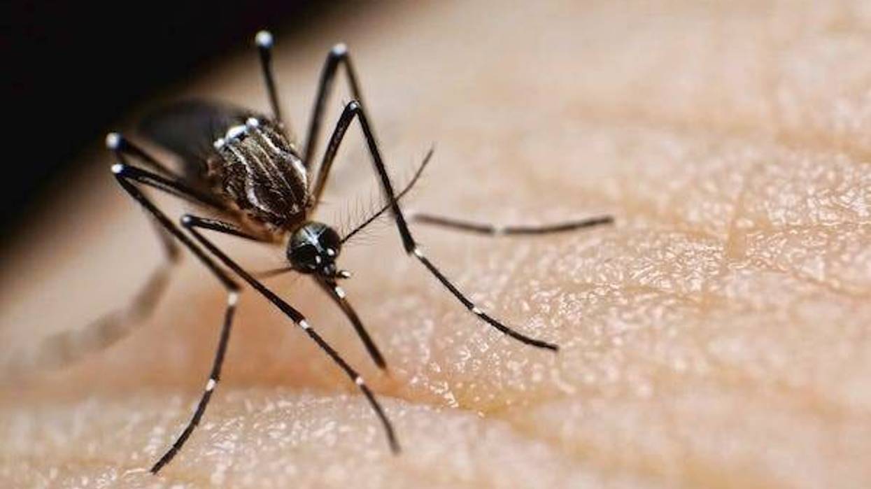 Mosquito sucking blood from a person’s skin