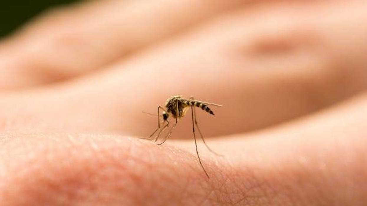 Mosquito sucks blood on an arm