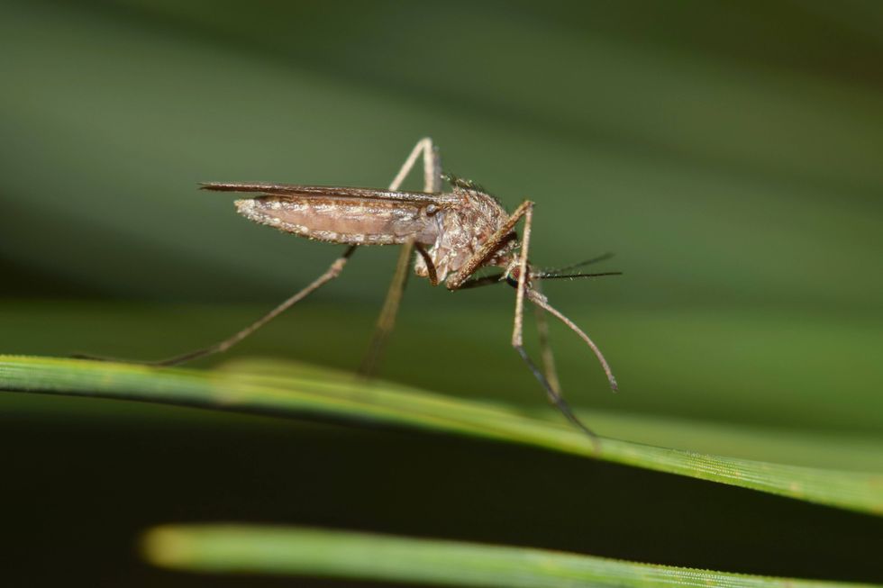 CT DPH announces first human case of West Nile Virus
