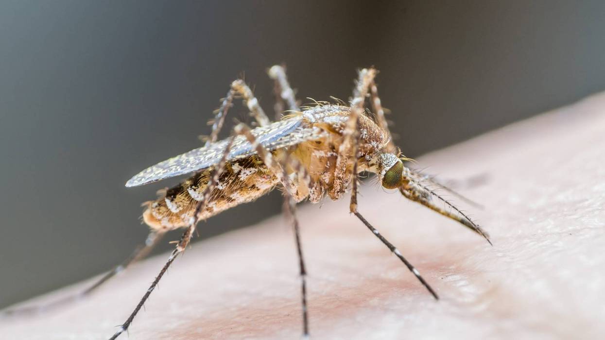 Mosquito