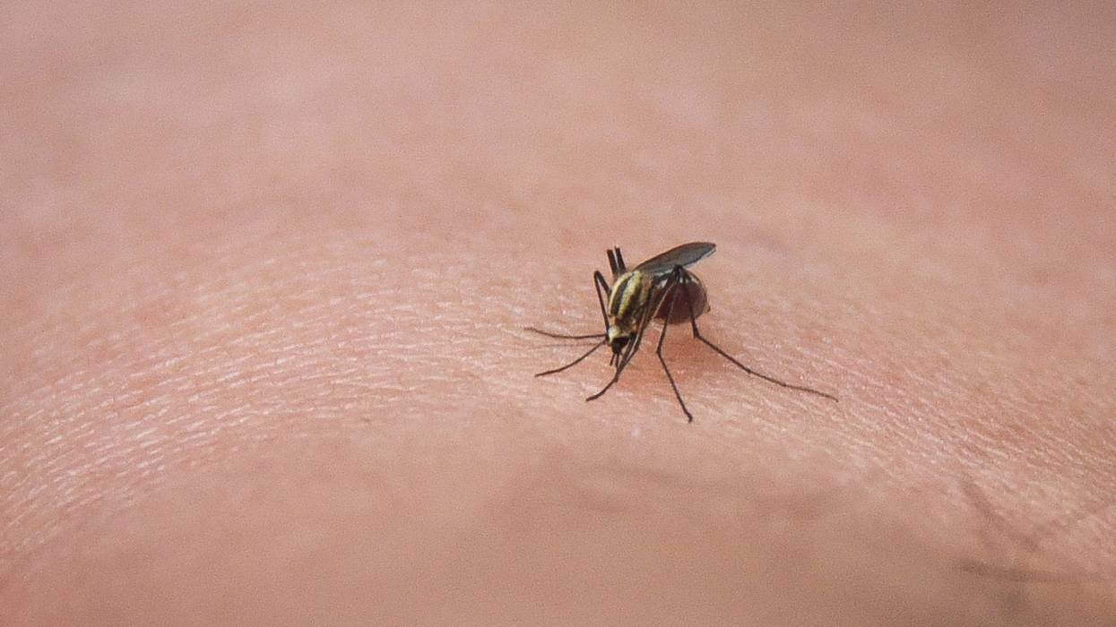 mosquito