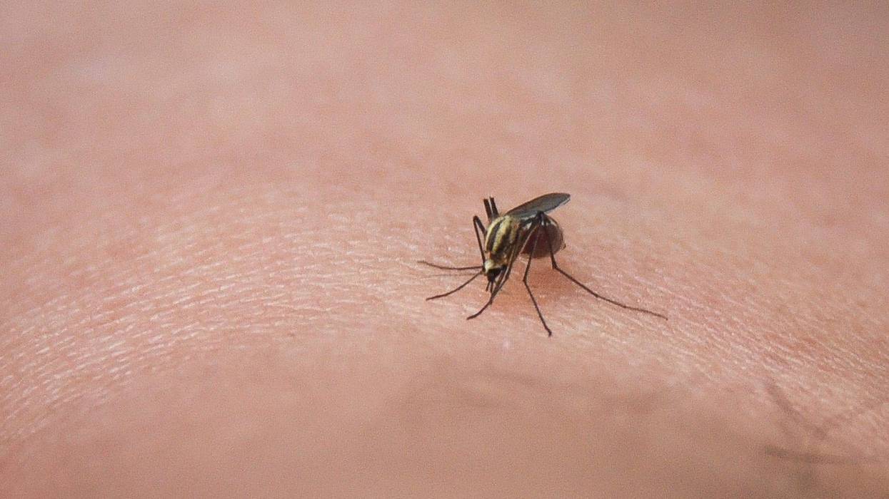 mosquito