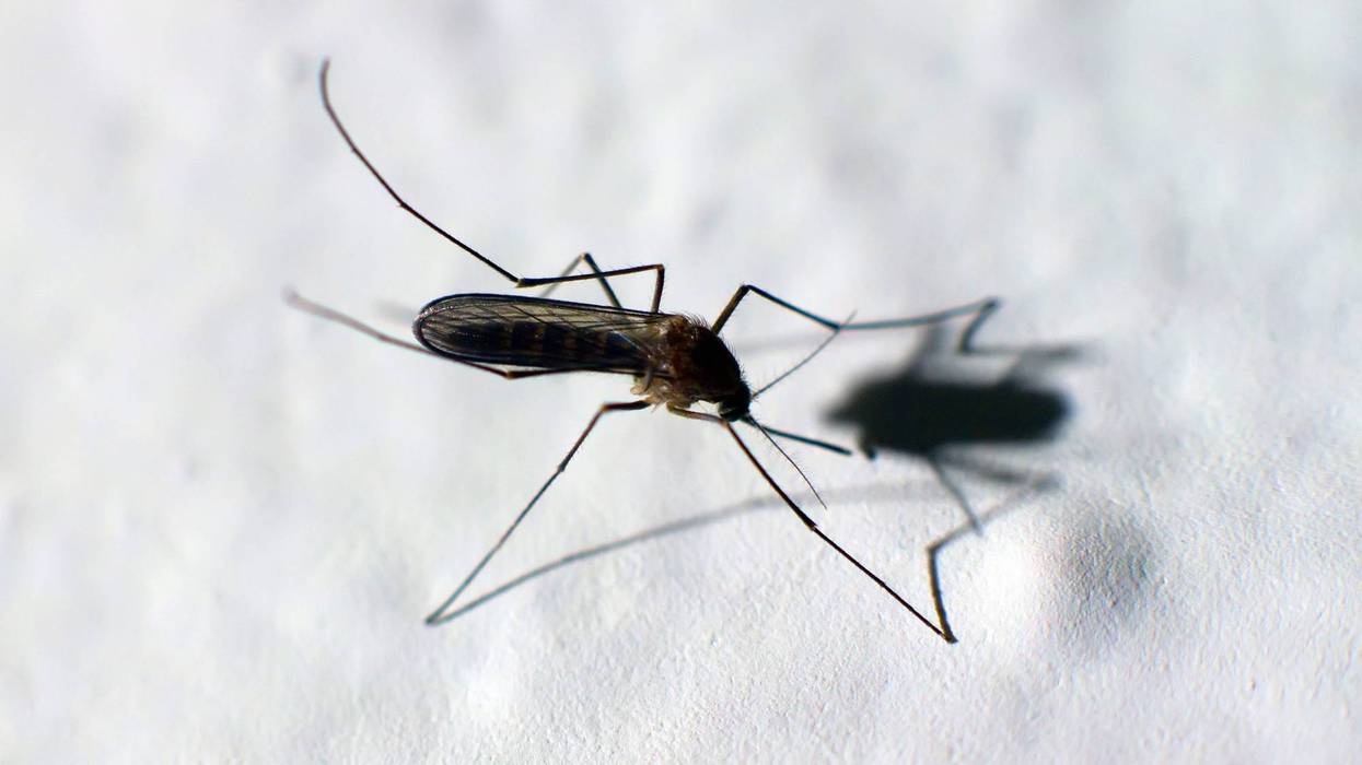 Mosquito