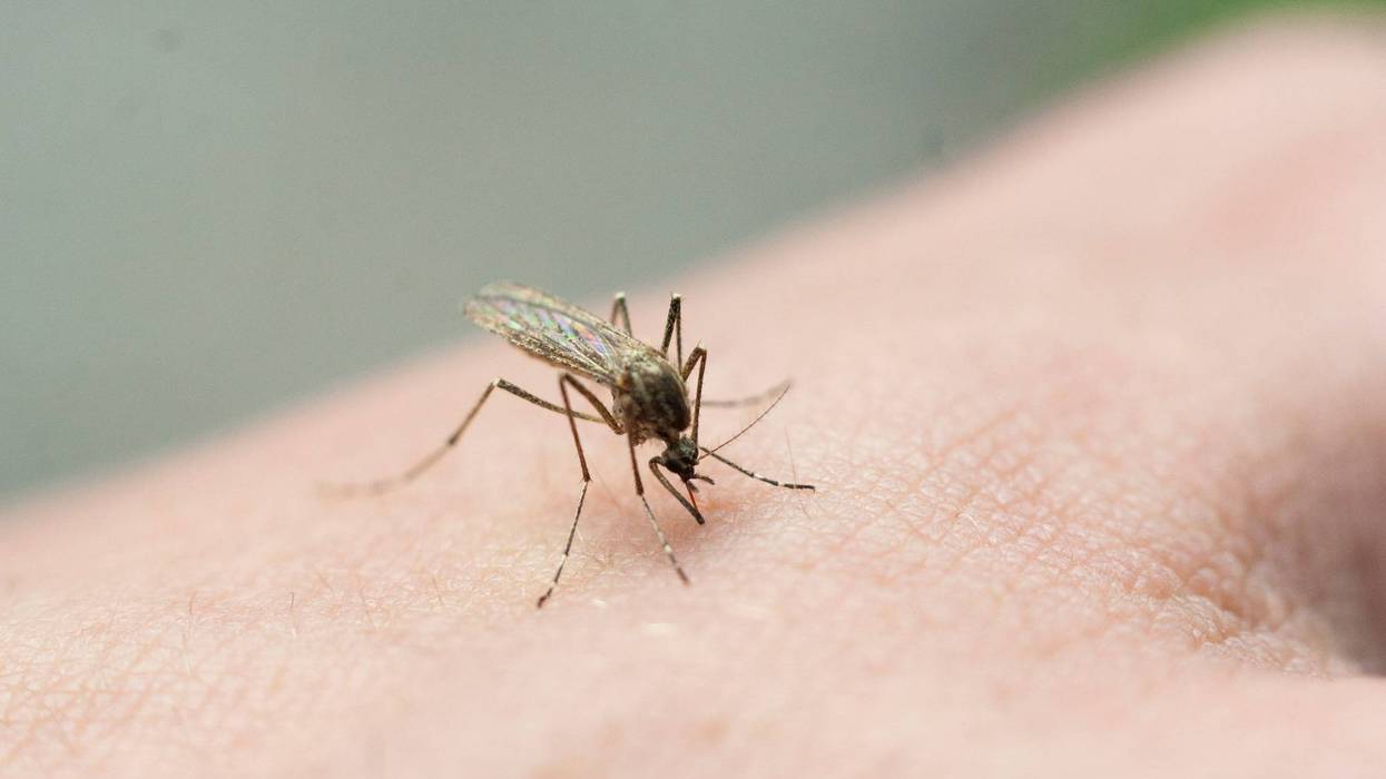 Mosquito