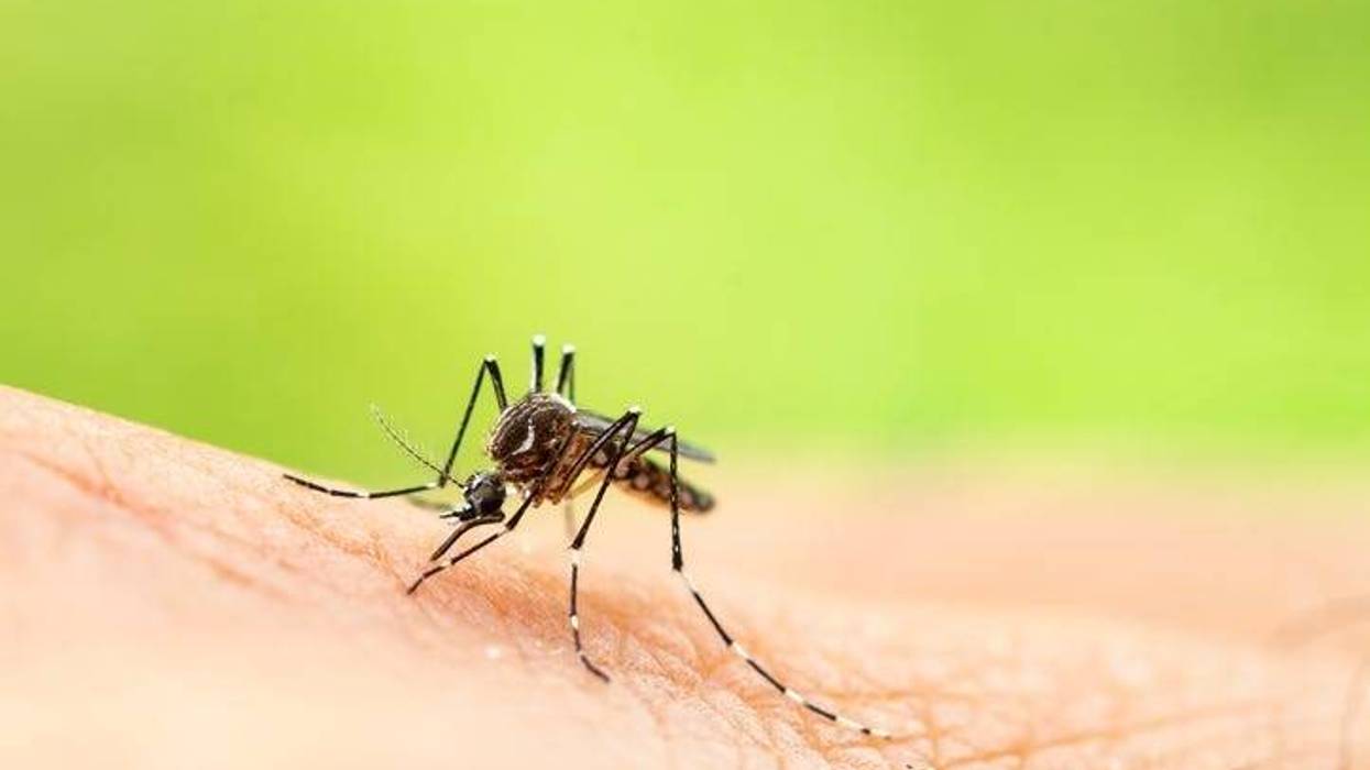 mosquito