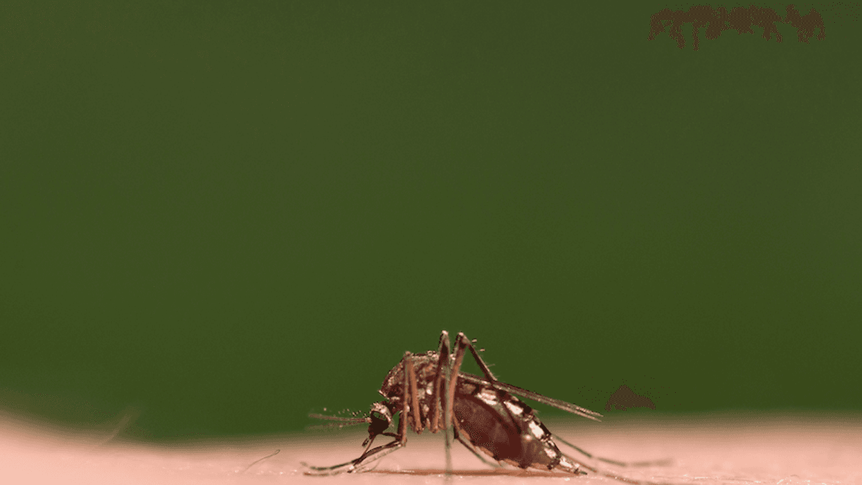mosquito
