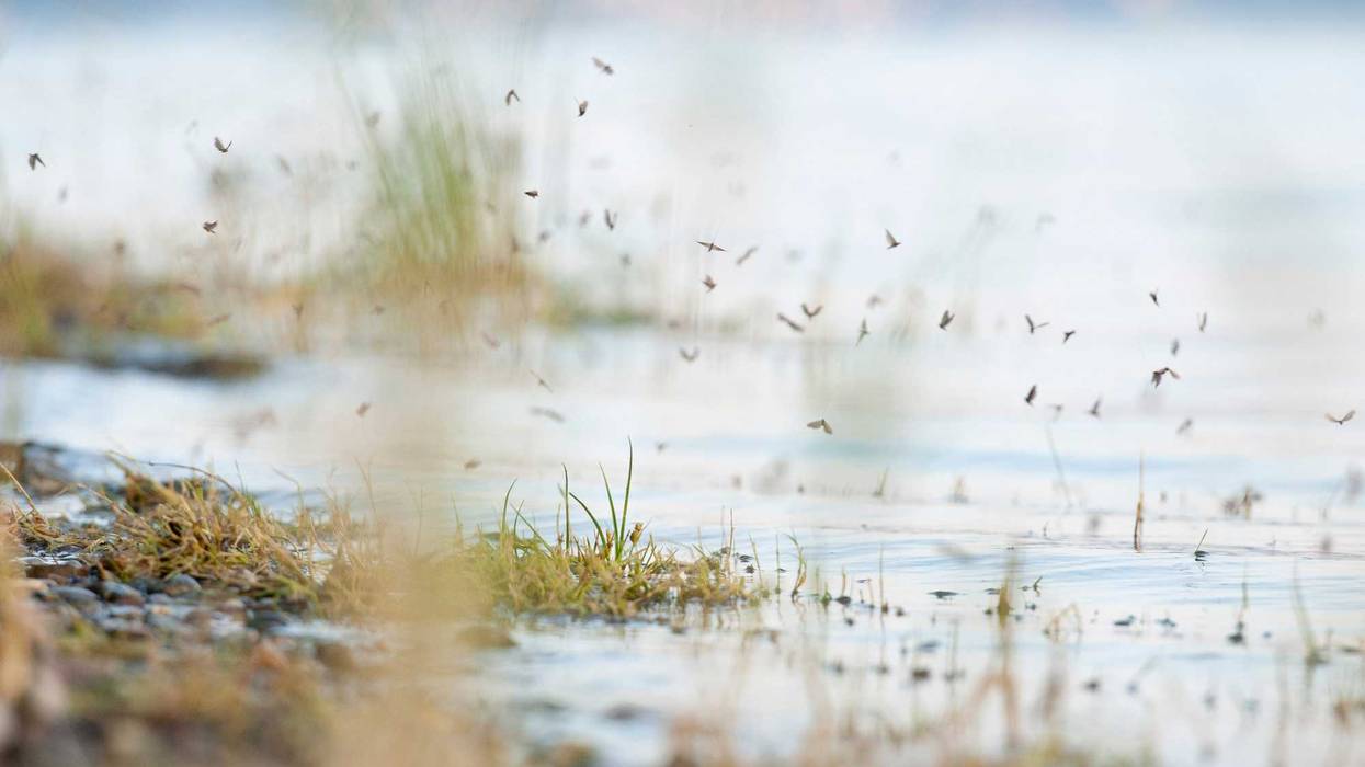 Mosquitoes in a pond