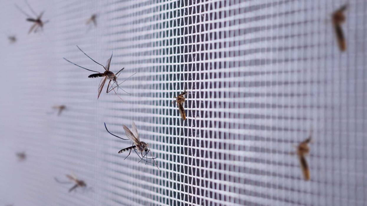Mosquitoes on a screen window.