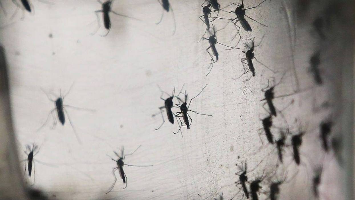 mosquitoes