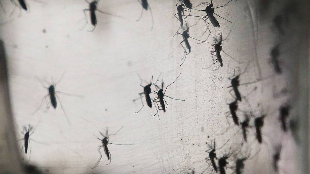 mosquitoes
