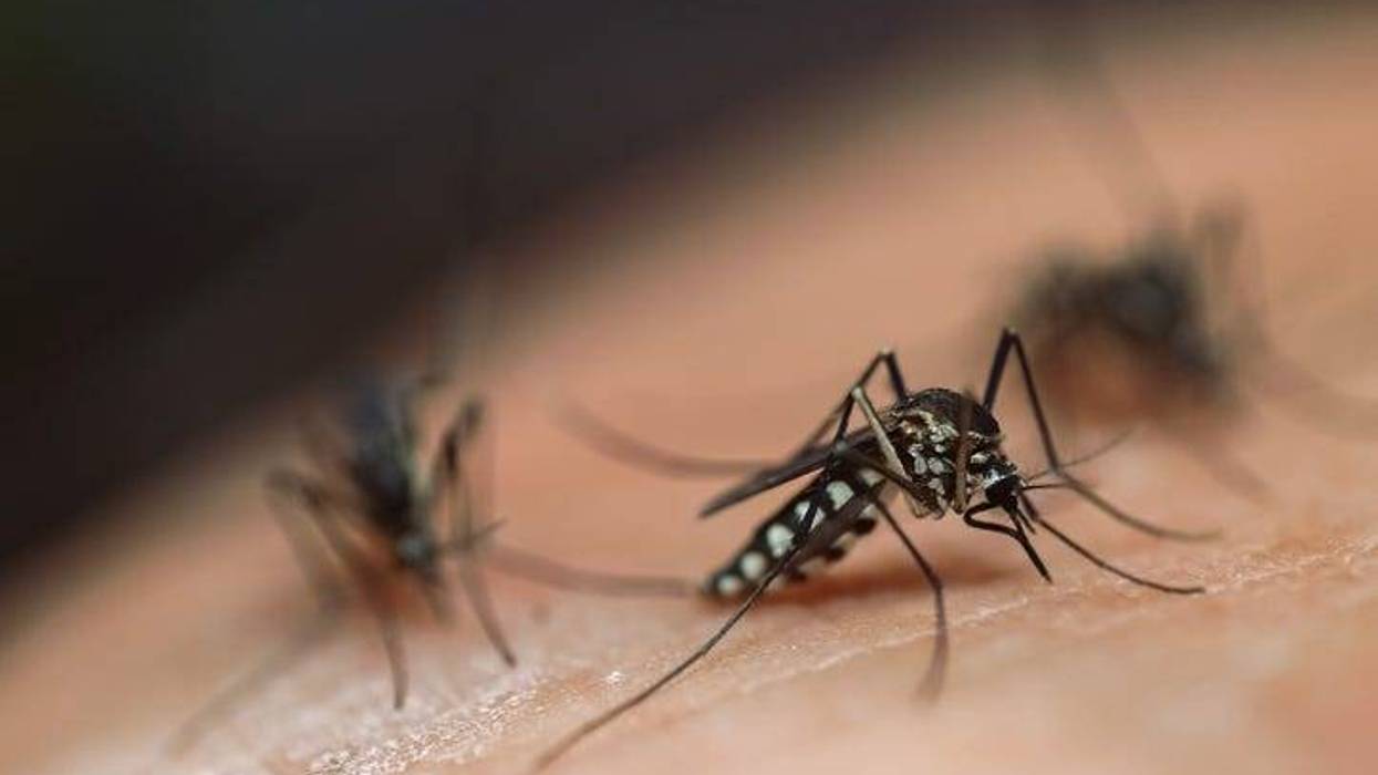 Mosquitos