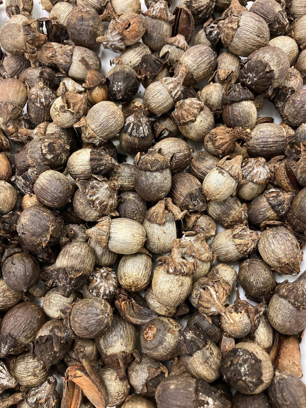 Moth larvae found at DTW