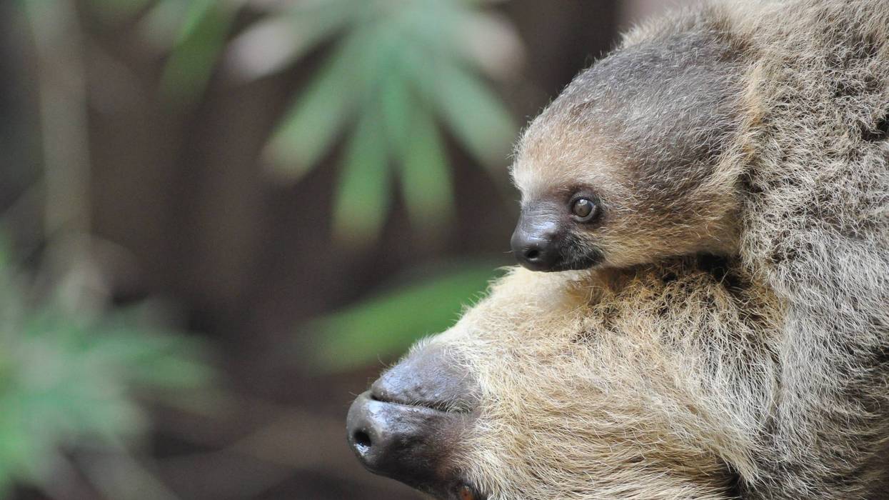 Mother and baby Two-Toed Sloths